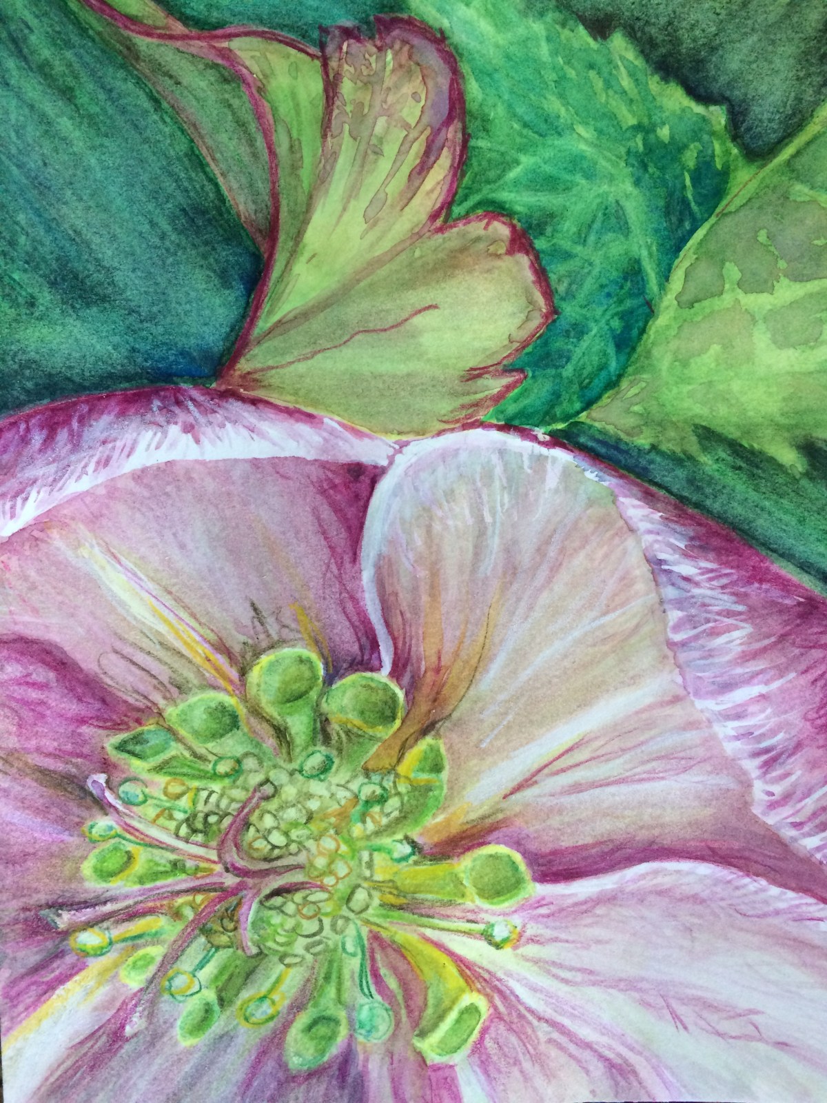 helibore upclose March 2017