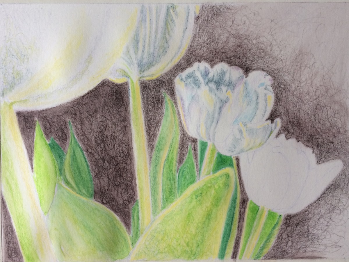 Step 2 tulips