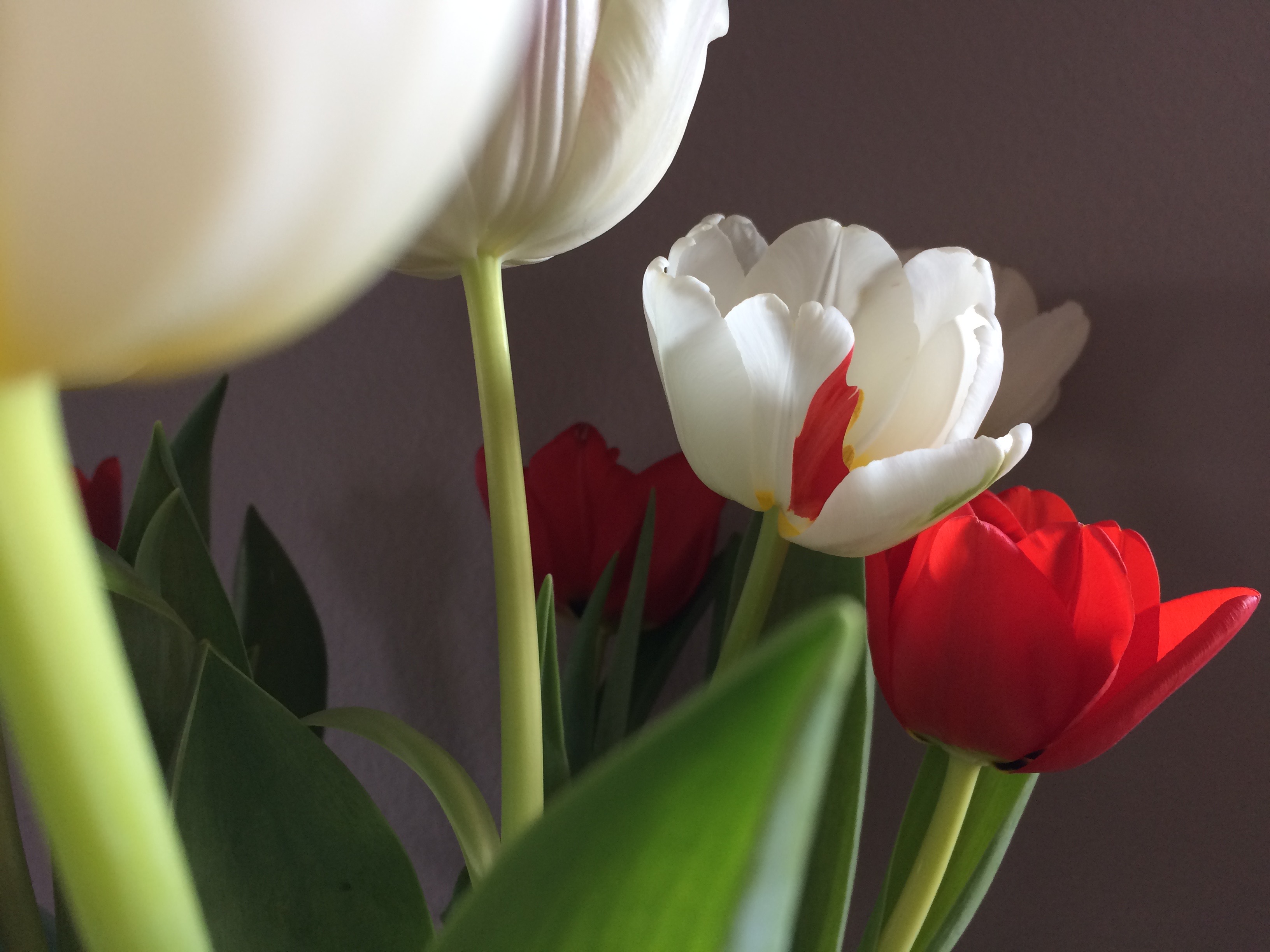 Tulip reference image